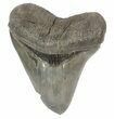 Glossy, Serrated, Megalodon Tooth - Fat Root #51007-1